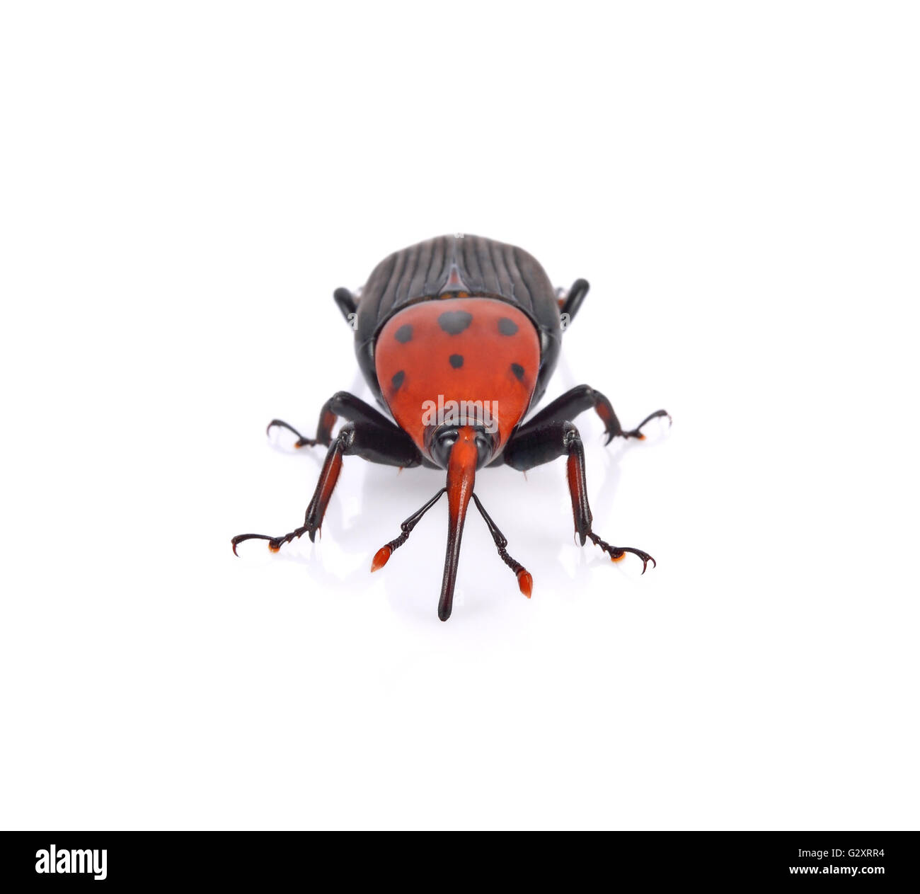 Rhynchophorus ferrugineus su sfondo bianco Foto Stock