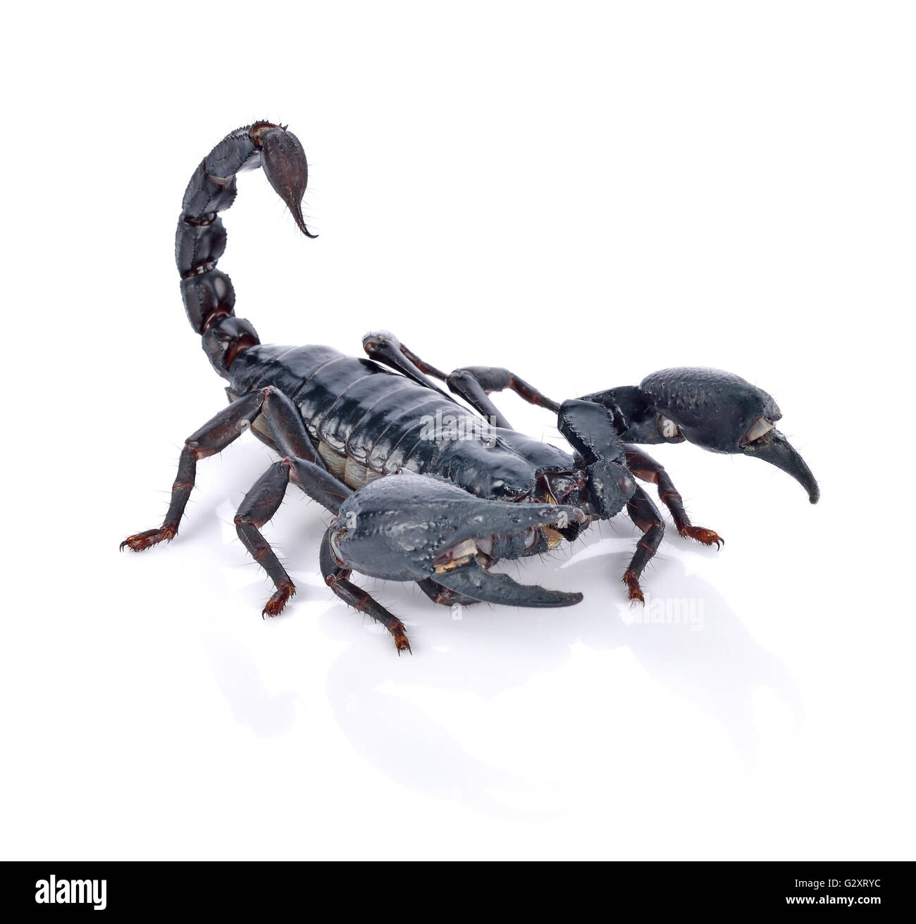 L'imperatore Scorpion ( Pandinus imperator) su sfondo bianco Foto Stock