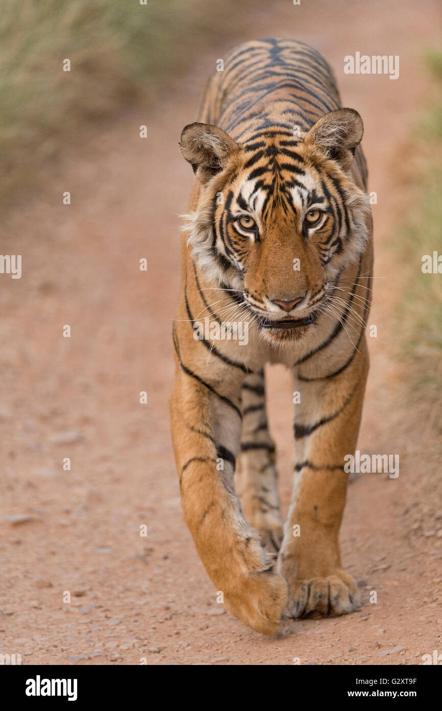 Wild Tiger passeggiate su una giungla via, sulla testa, nelle foreste secche del parco nazionale di Ranthambore dell India Foto Stock