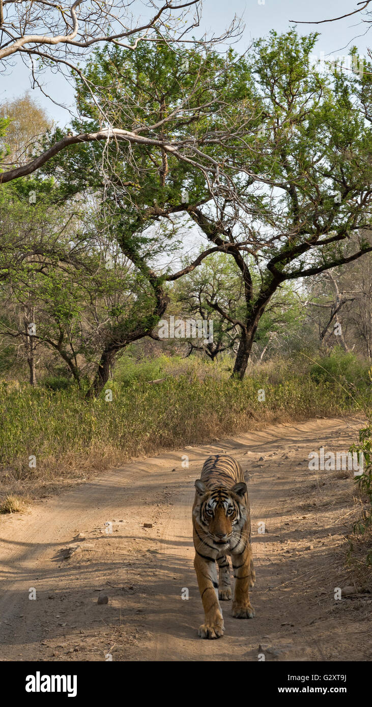 Wild Tiger passeggiate su una giungla via, sulla testa, nelle foreste secche del parco nazionale di Ranthambore dell India Foto Stock