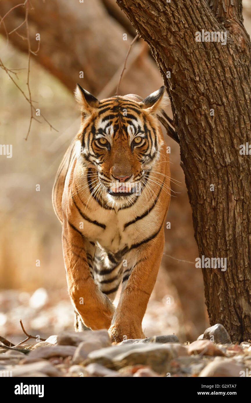Wild Tiger passeggiate, testa su, nella bussola a secco le foreste del Parco nazionale di Ranthambore dell India Foto Stock