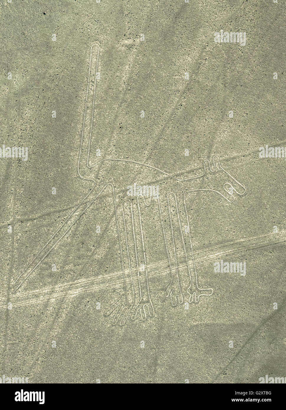 Linee di Nazca cane geoglyph in Perù Foto Stock