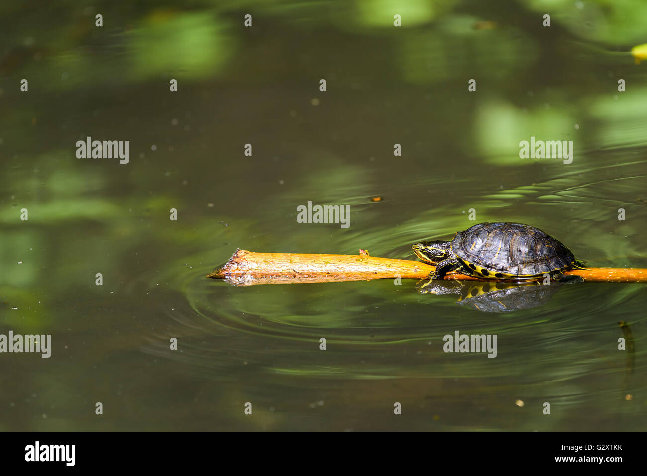 Pond Turtle riscaldamento al sole sul bastone di legno in acqua di lago Foto Stock