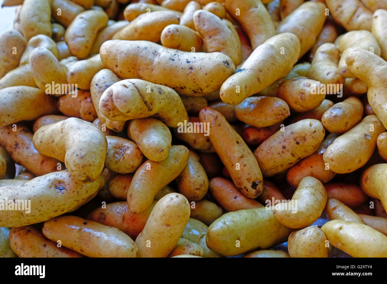 Patate Fingerling Foto Stock