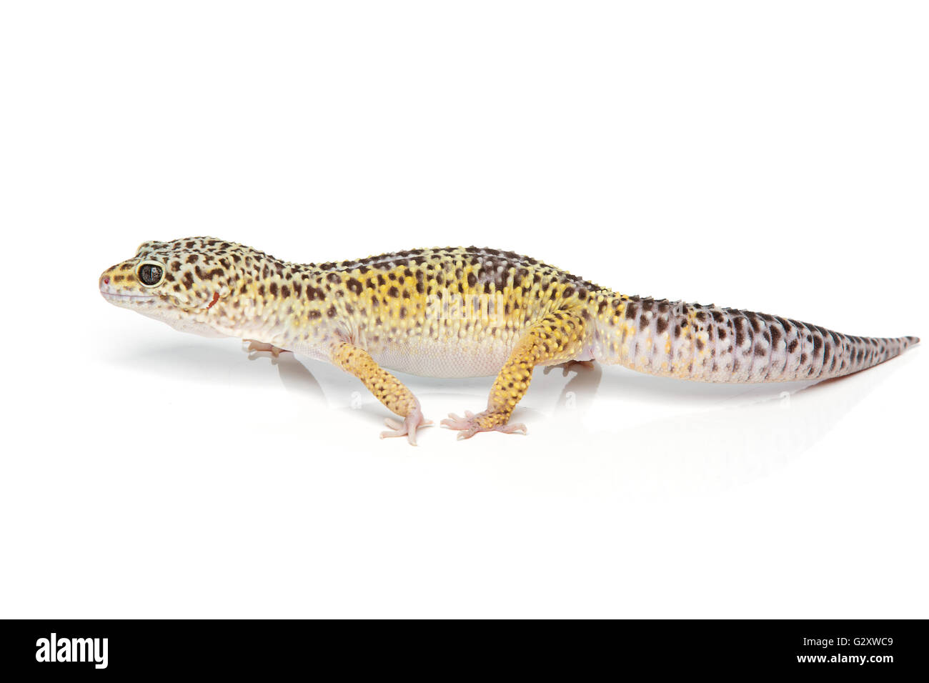 Piccolo gicon lizard Foto Stock