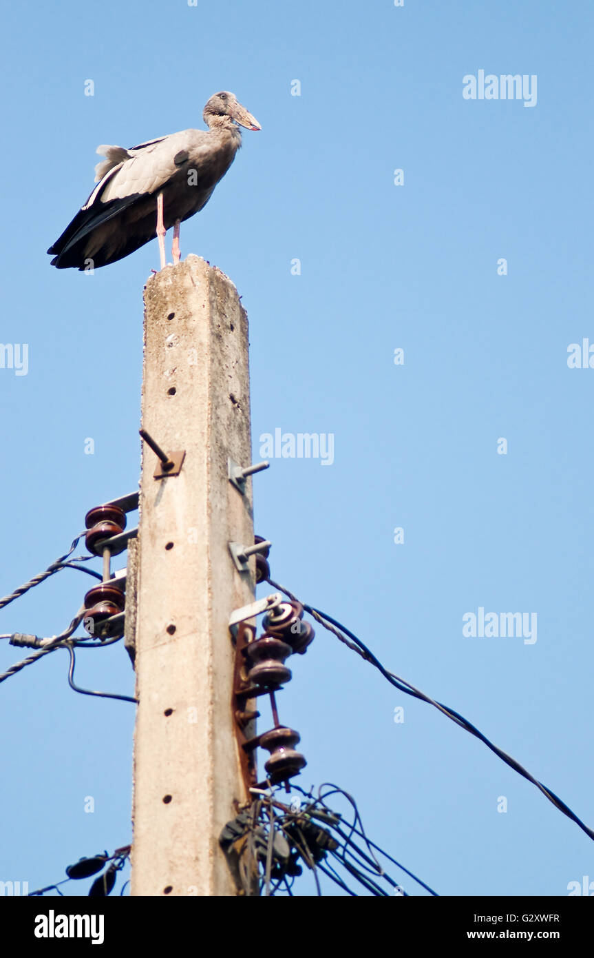 Asian openbill permanente sulla parte superiore del polo elettrico. Human invade habitat di uccelli. Anastomus oscitans è un grande trampolieri in st Foto Stock