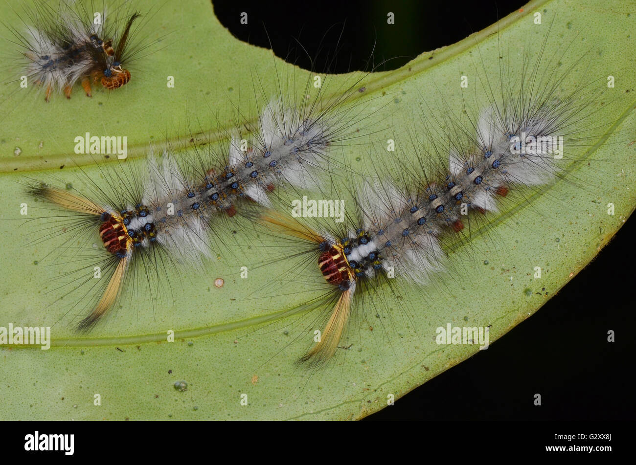 Rose Mirto falda Tarma (Trabala vishnou) bruchi Foto Stock