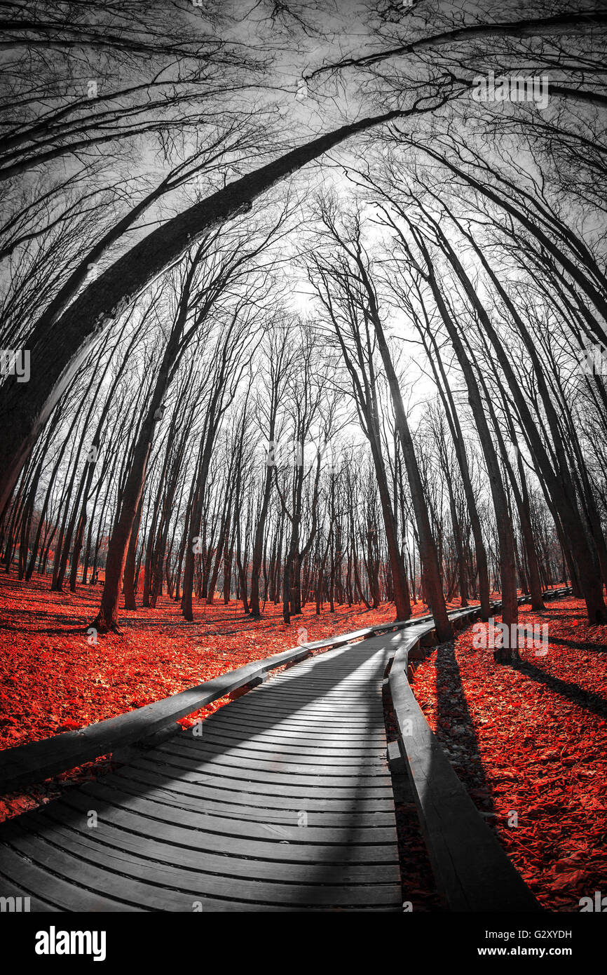 Strada nella foresta rossa. Paesaggio mistico. tre colori nero bianco rosso Foto Stock
