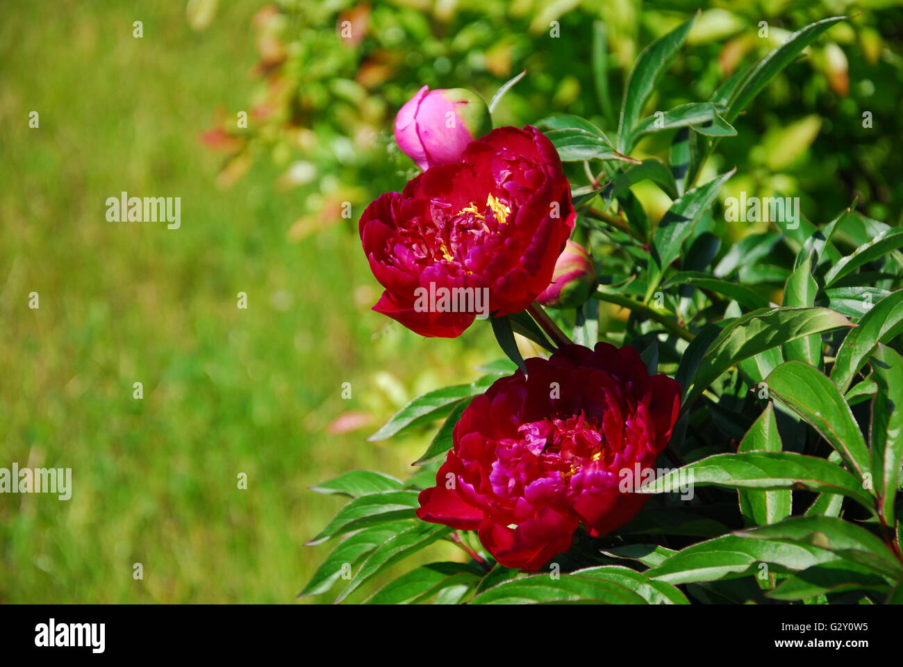 Peonia, paeonia veitchii Foto Stock