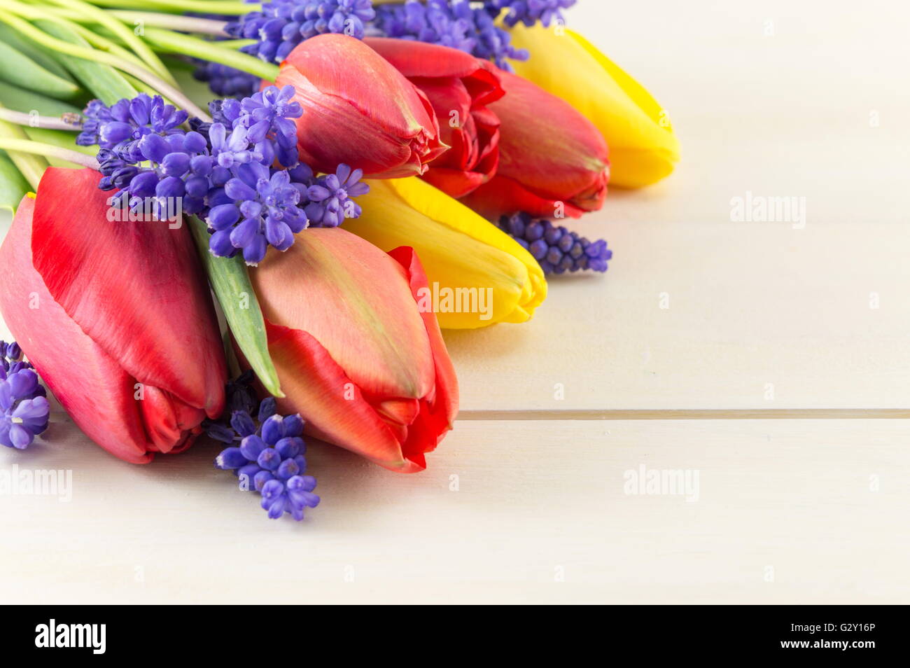Rosso e tulipani gialli con giacinto fiori di primavera Foto Stock
