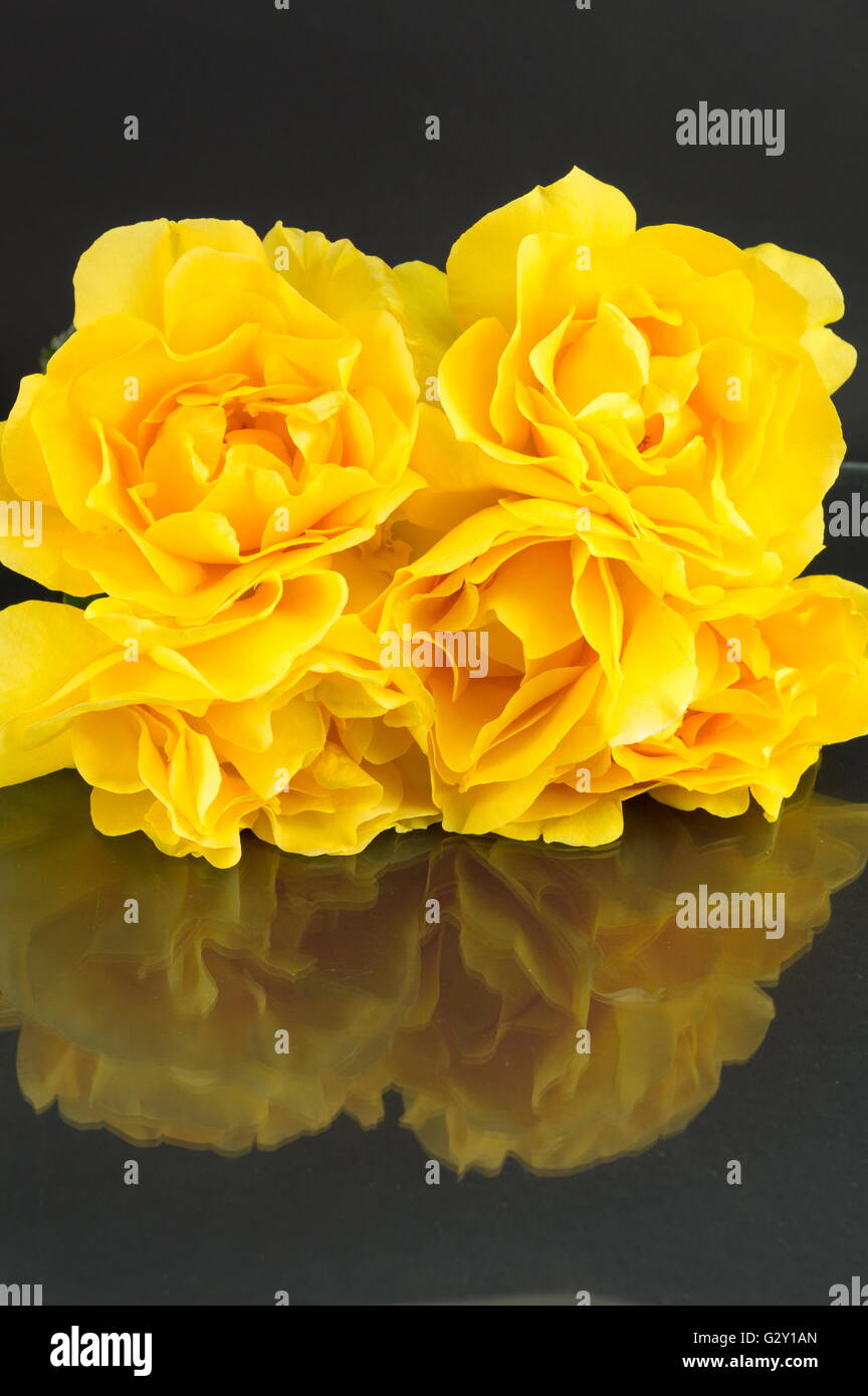 Giallo Rose in piena fioritura collocato su un tavolo a specchio Foto Stock