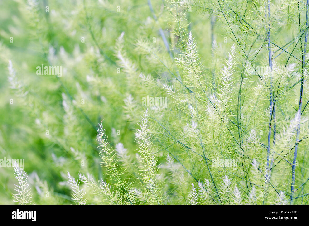 Fondo naturale di piccole foglie verdi di Asparagus officinalis Foto Stock