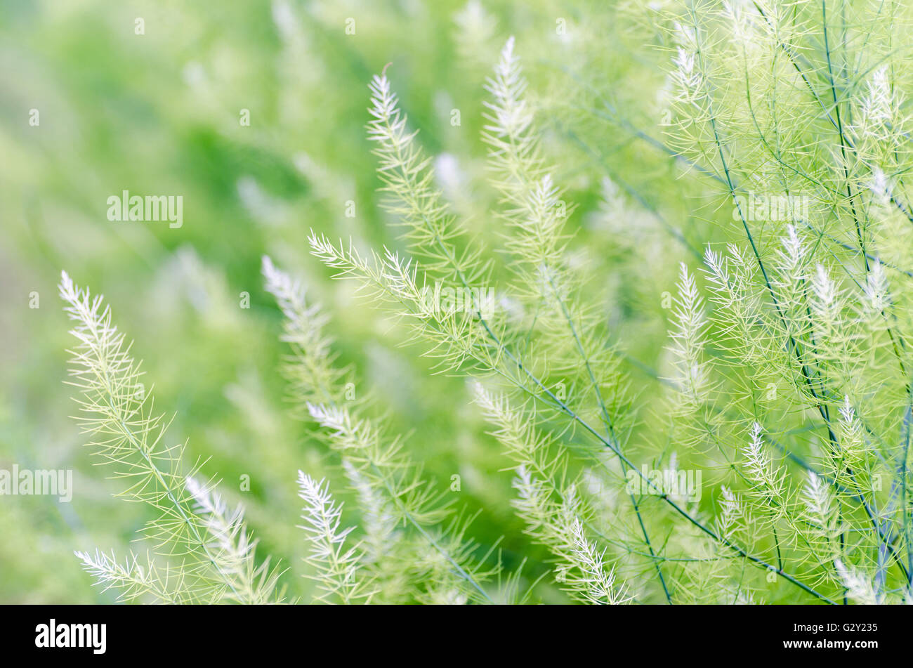 Fondo naturale di piccole foglie verdi di Asparagus officinalis Foto Stock