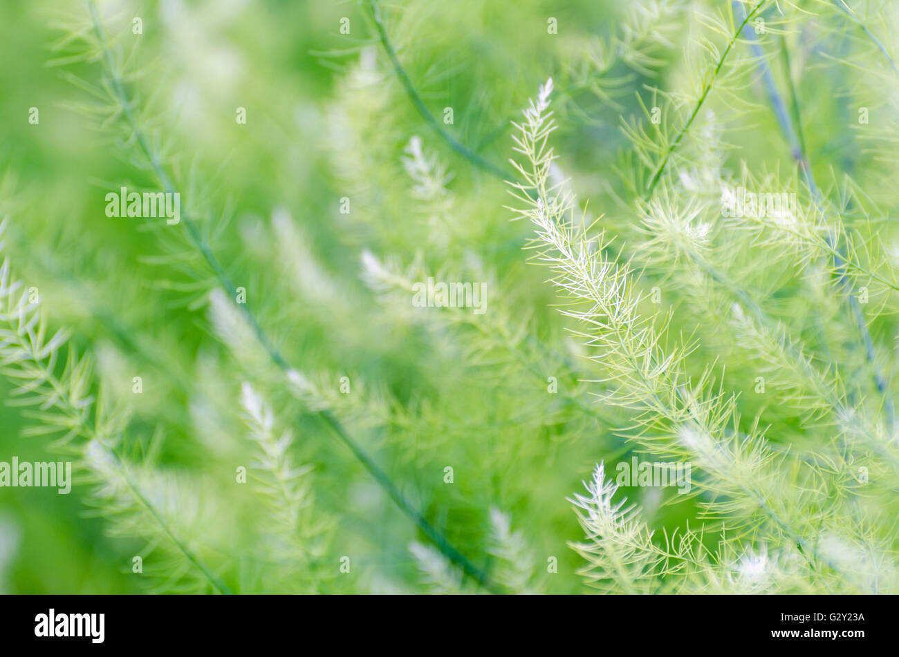Fondo naturale di piccole foglie verdi di Asparagus officinalis Foto Stock