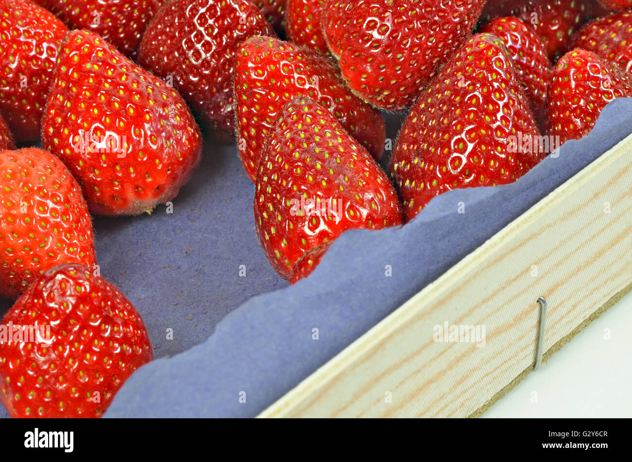 Close up di un pallet con fragole fresche su carta blu, macro, full frame, orizzontale Foto Stock