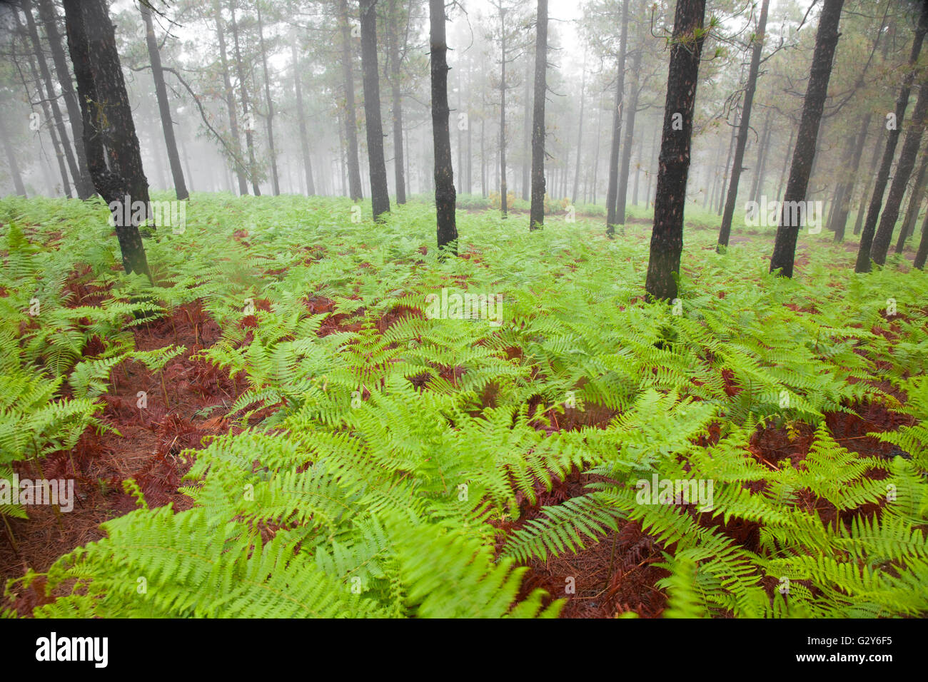 Navigazione Gran Canaria, nebbioso giorno a Las Cumbres, le zone più alte dell'isola, Cruz de Tejeda - Artenara trail Foto Stock