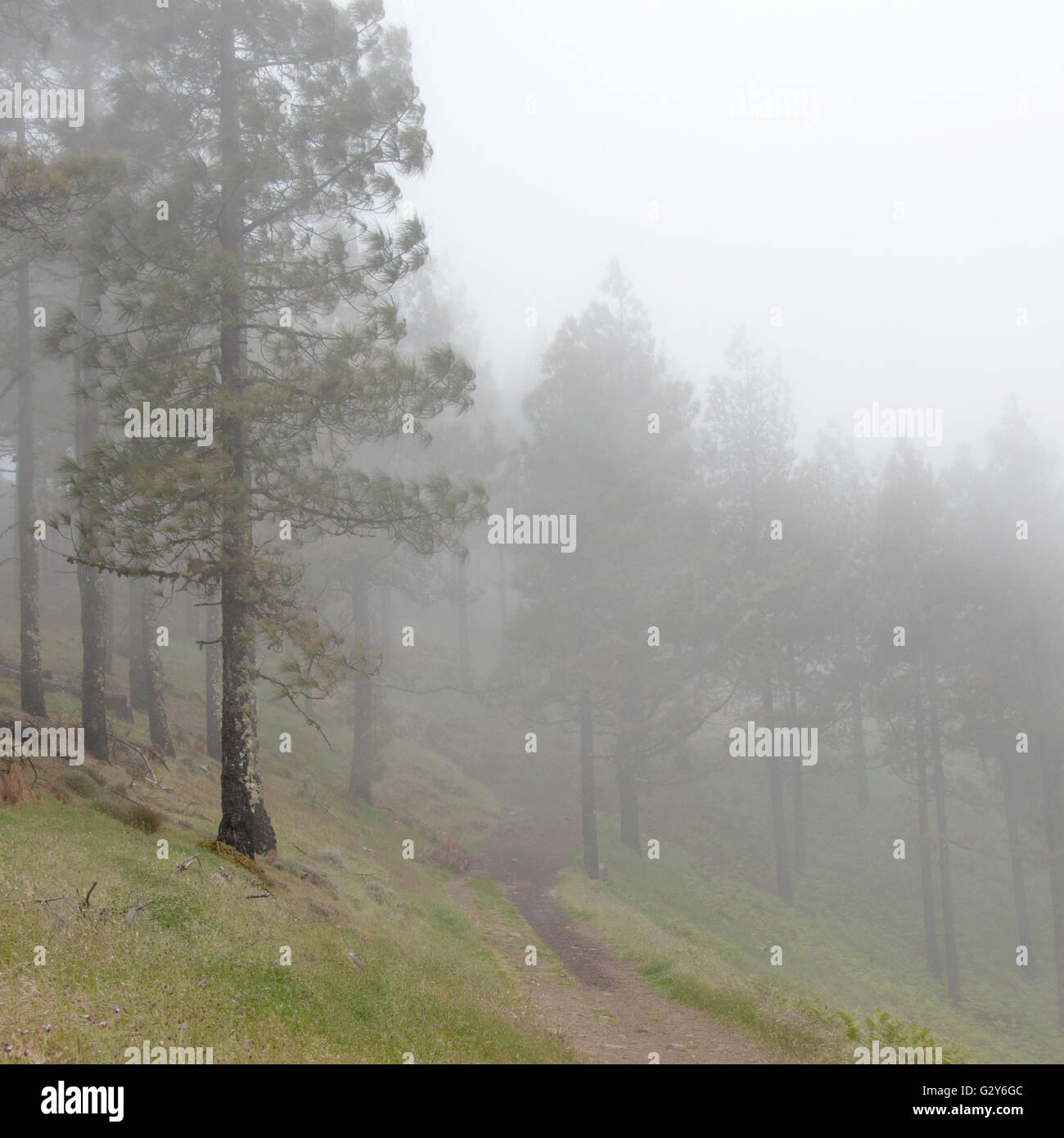 Navigazione Gran Canaria, nebbioso giorno a Las Cumbres, le zone più elevate dell'isola Foto Stock