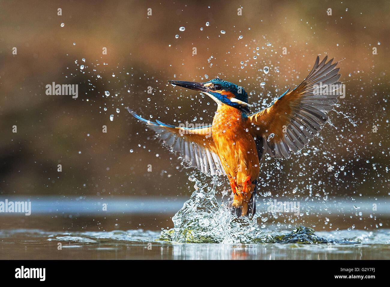 Kingfisher emergenti dall'acqua Foto Stock