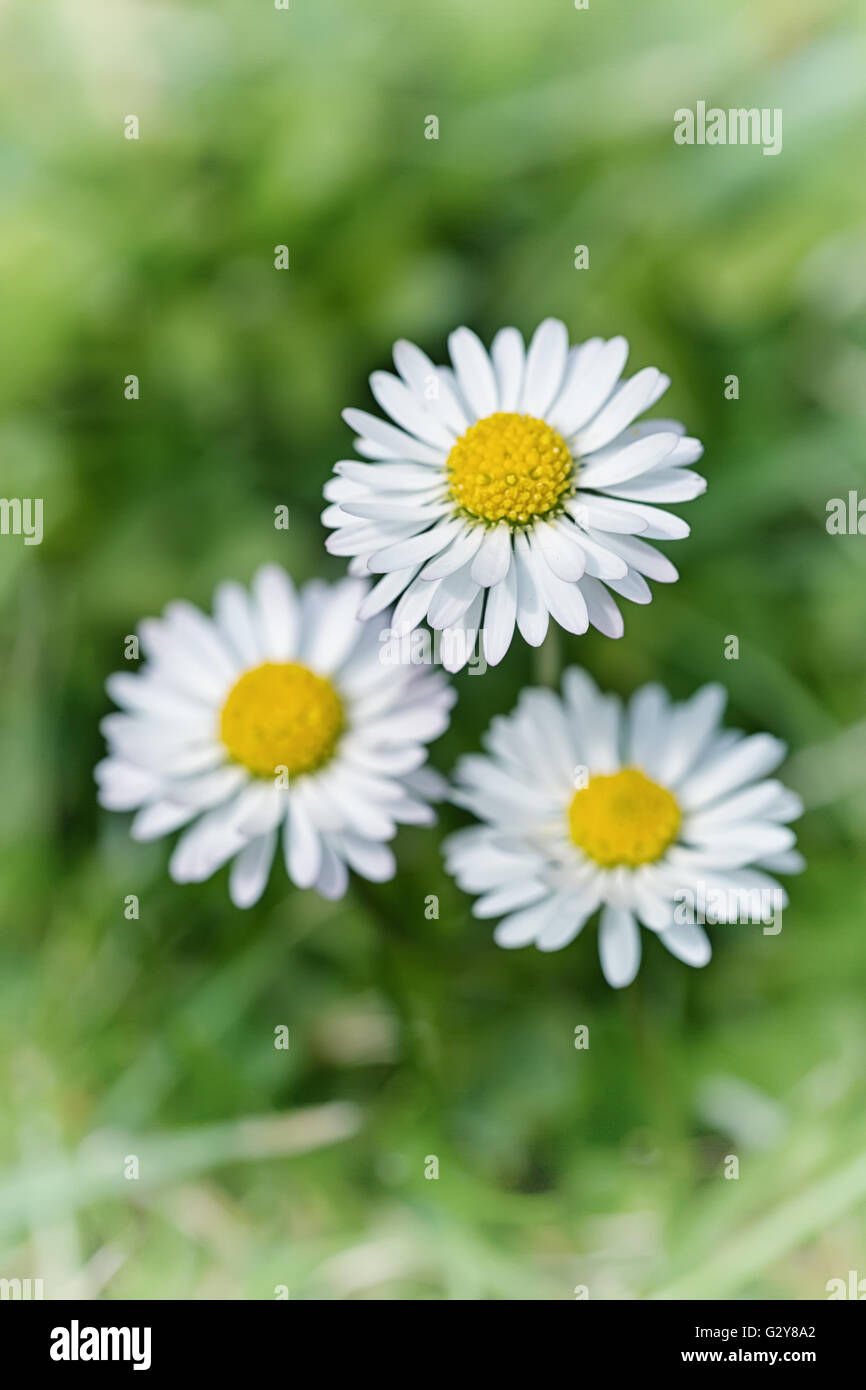 Macro shot di tre Daisy bianca fiori in un campo di margherite Foto Stock