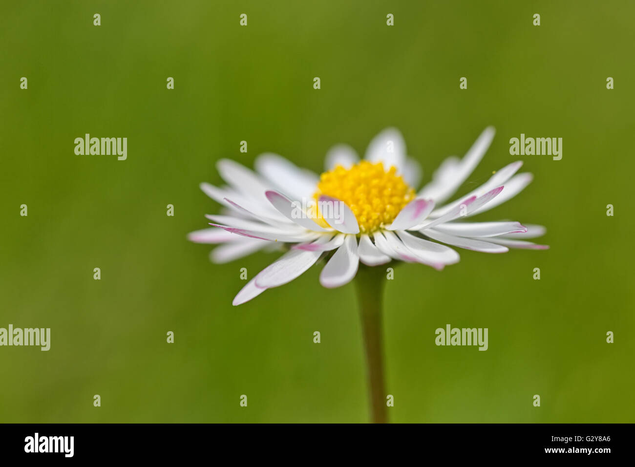 Fiore di primavera Daisy macro estreme shot con sfondo verde Foto Stock