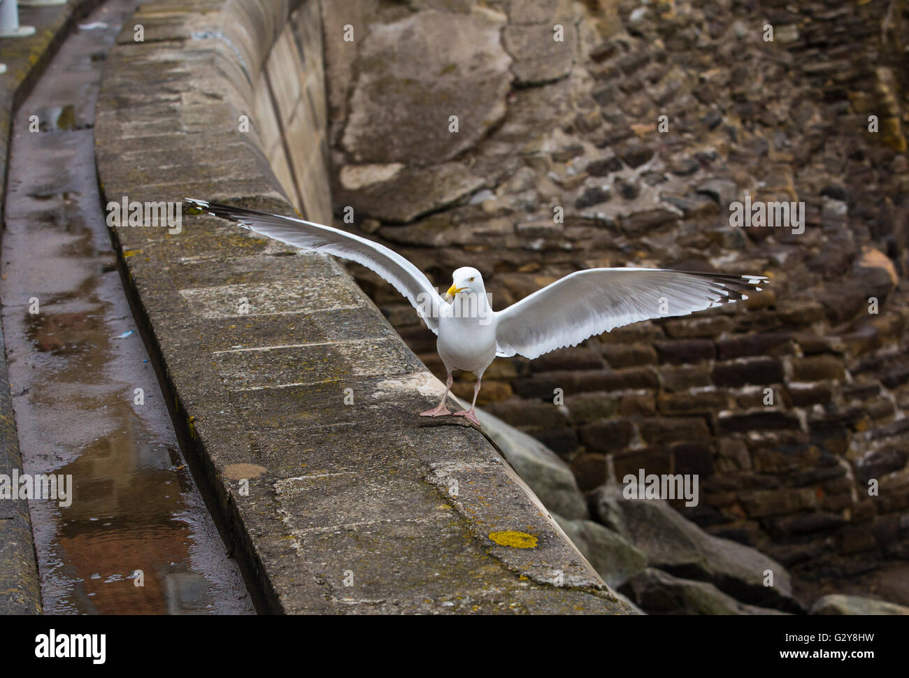 Seagull sbarco sulla parete del mare con le ali distese Foto Stock