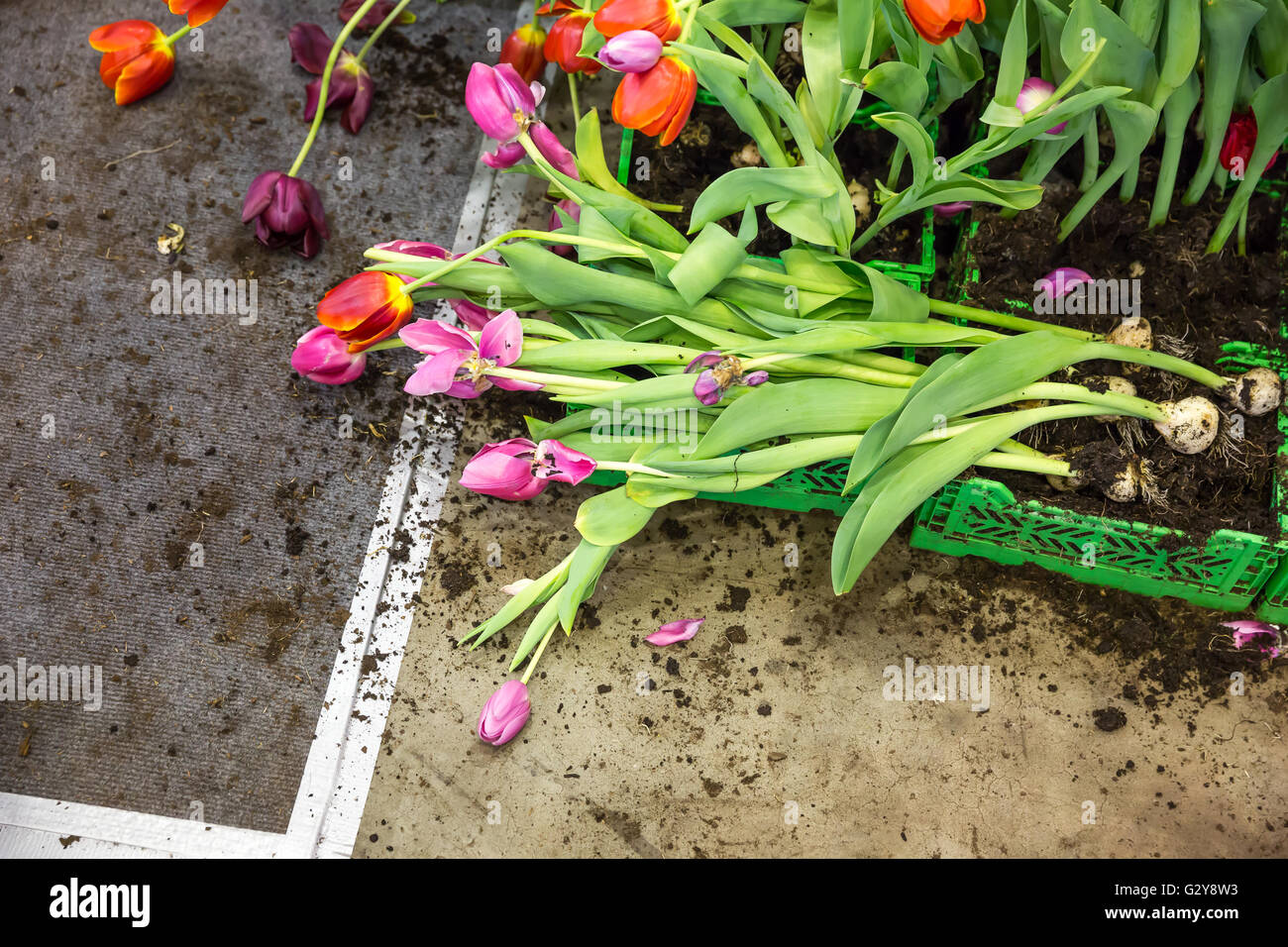 Tulipano rotto Foto Stock