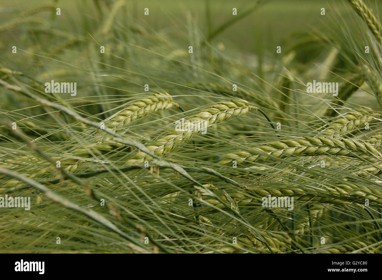 Campo di grano dettagli Foto Stock