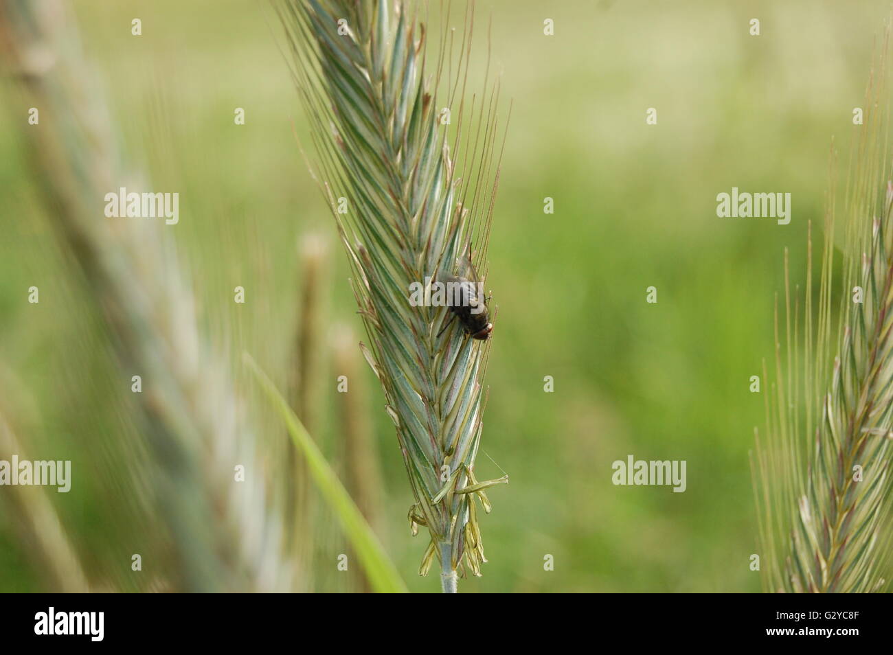 una vita di bug Foto Stock