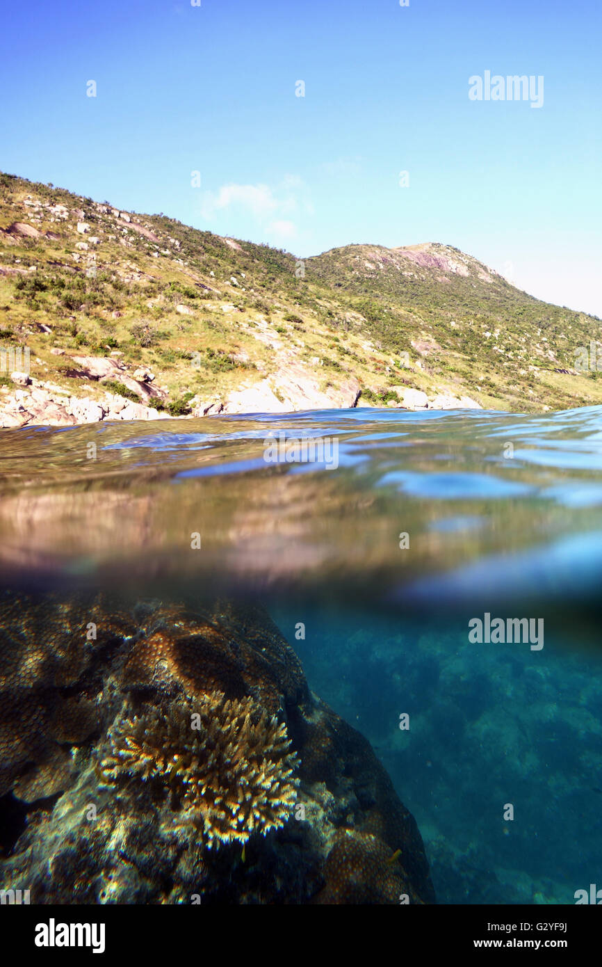 4 Giugno 2016 - La Grande Barriera Corallina, Australia - sulla scia di questo anno la peggiore mai-corallo evento sbiancante per la Grande Barriera Corallina, sano coralli Acropora persistono al di sotto del cuoco aspetto, a Watson Bay, Lizard Island, della Grande Barriera Corallina, Queensland, Australia Foto Stock