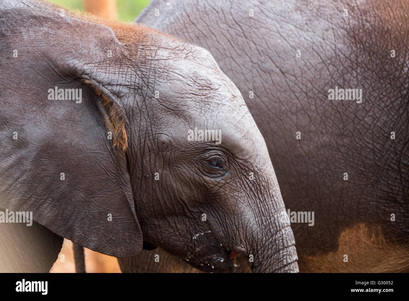 Baby elefanti bere latte a Nairobi in Kenya Foto Stock
