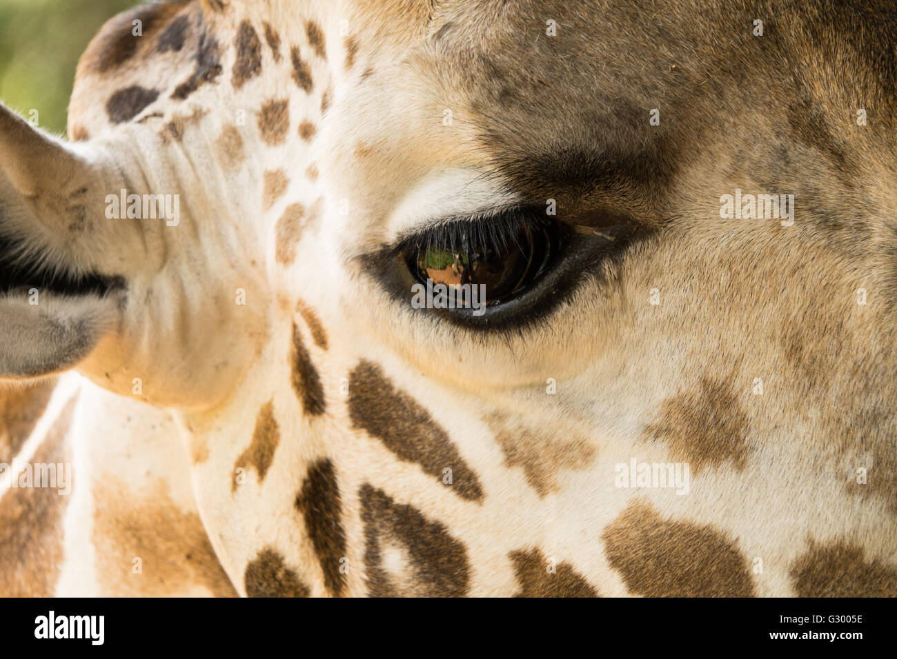 Primo piano di una giraffa eye Foto Stock