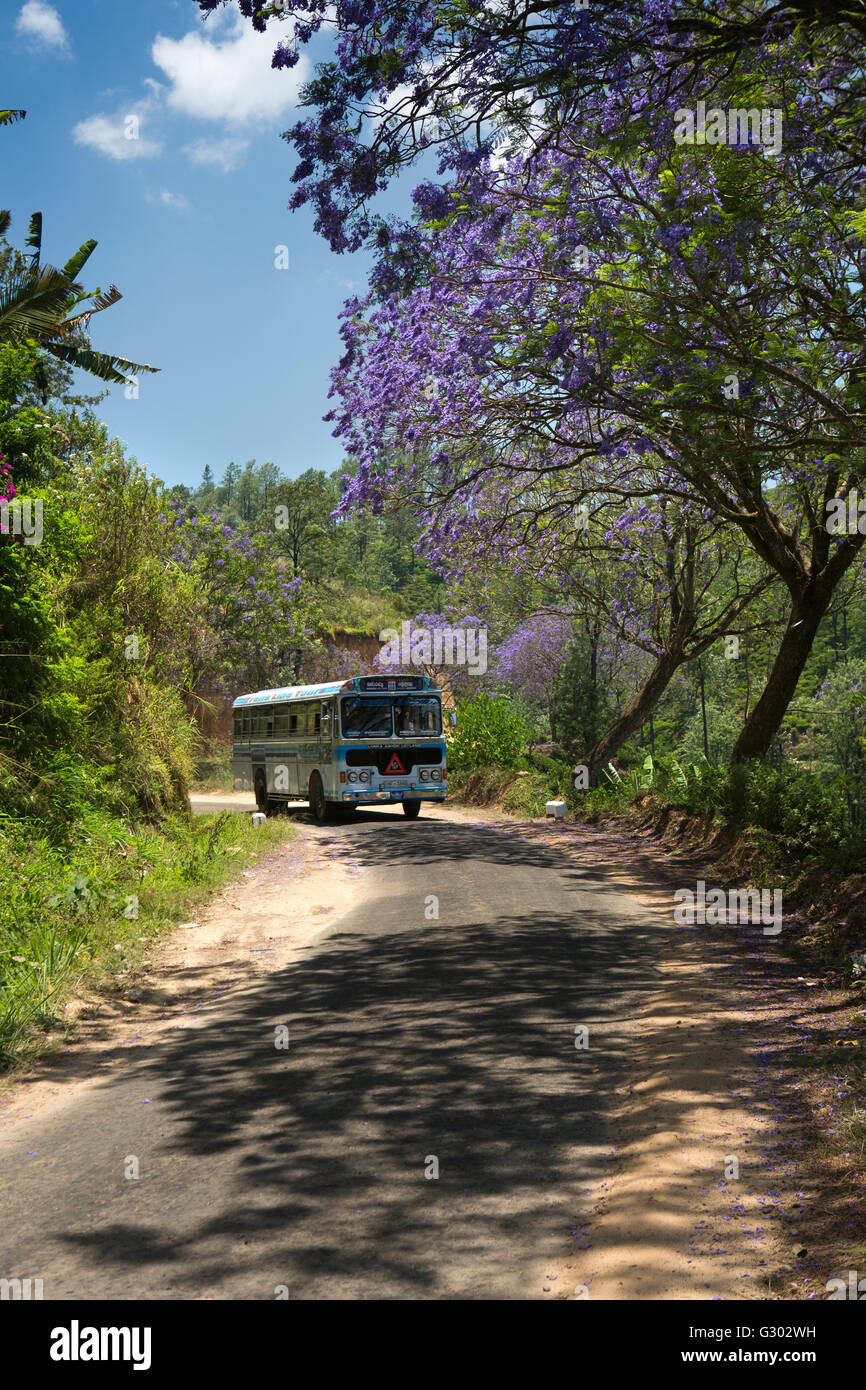Sri Lanka, Ella, bus privato guida sotto la fioritura Jacaranda tree sulla strada rurale Foto Stock