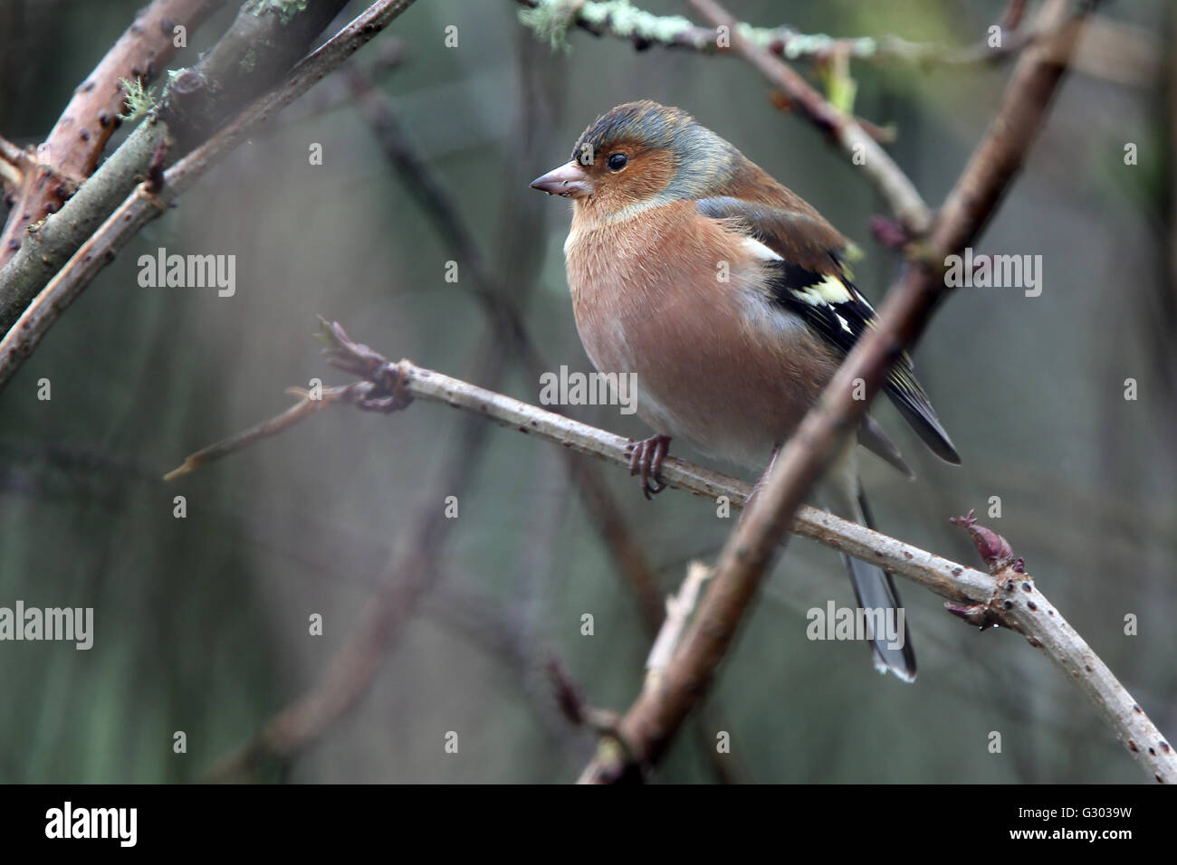 Fringuello, maschio in inverno, Stithians Resrervoir, Cornwall, Inghilterra, Regno Unito. Foto Stock