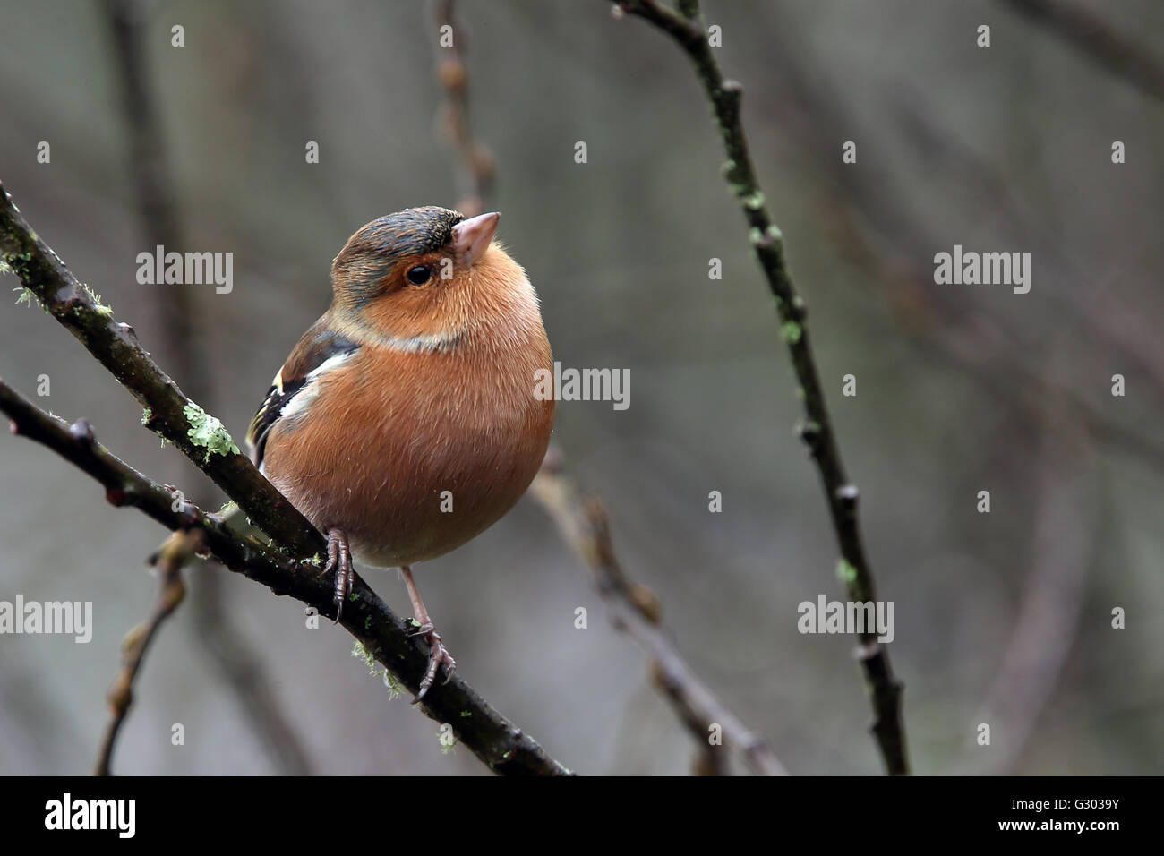 Fringuello, maschio in inverno, Stithians Resrervoir, Cornwall, Inghilterra, Regno Unito. Foto Stock