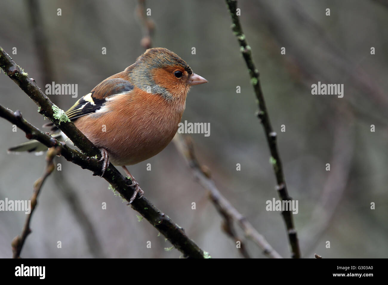 Fringuello, maschio in inverno, Stithians Resrervoir, Cornwall, Inghilterra, Regno Unito. Foto Stock