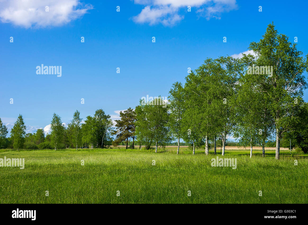 Vicolo di betulla in un ambiente di Meadowlands, Bad Buchau, Wurttemberg, Germania. Foto Stock