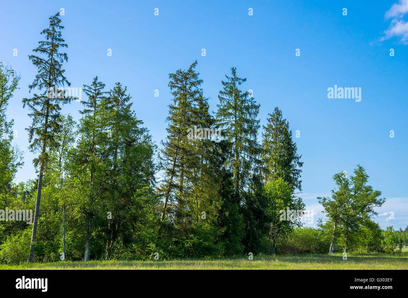 Ceduo di conifere e di latifoglie in un piatto paesaggio di Meadowlands. Foto Stock