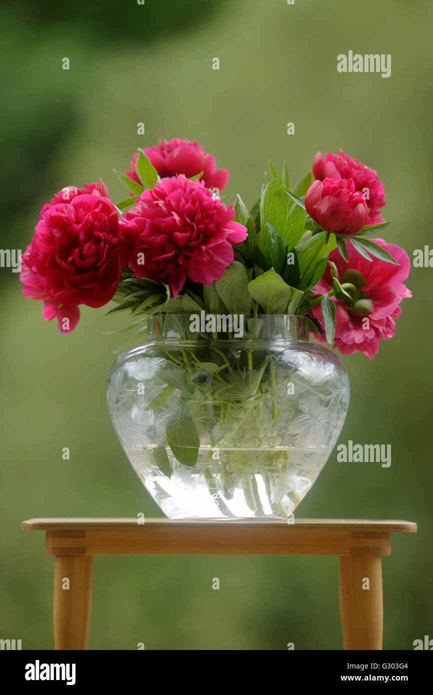 Peonia comune (Paeonia officinalis) in un vaso di vetro Foto Stock