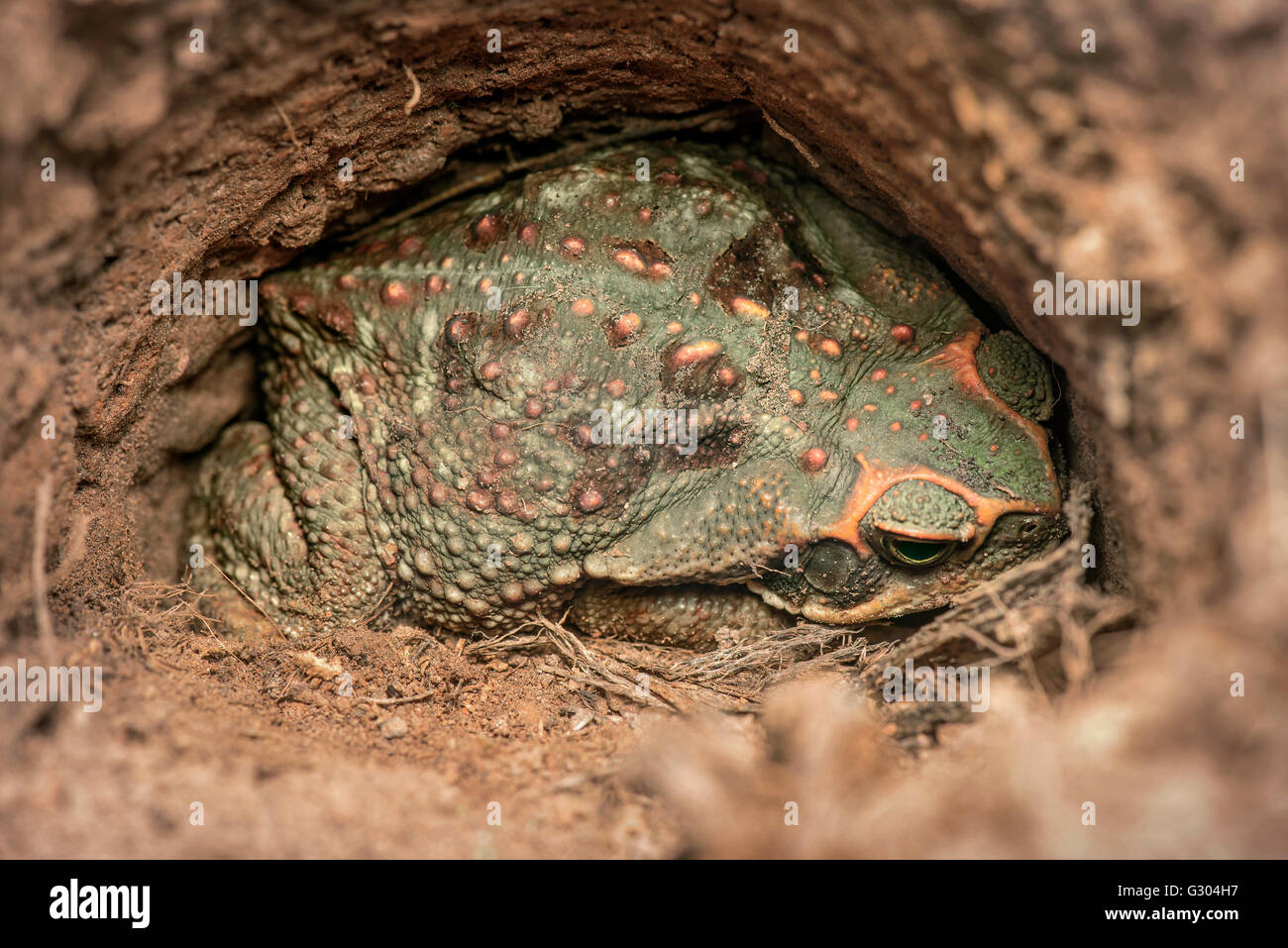 Il rospo gigante nascosto in un foro. Foto Stock