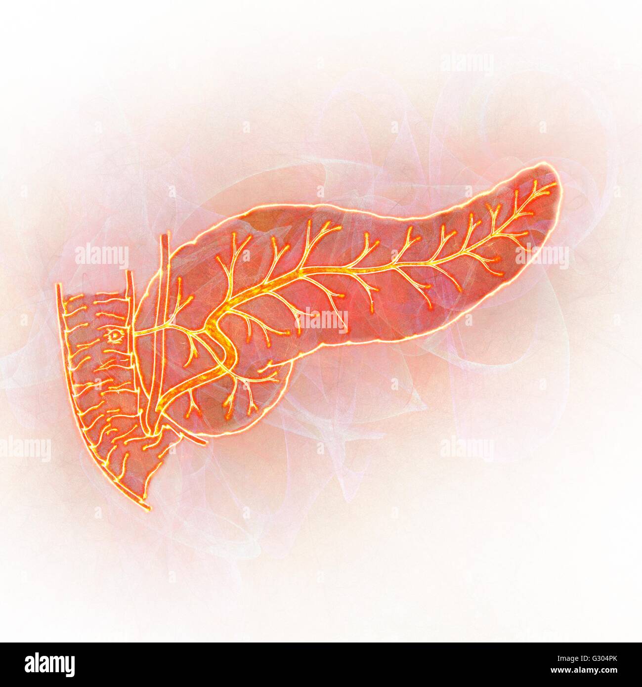Pancreas umano, illustrazione astratta. Foto Stock