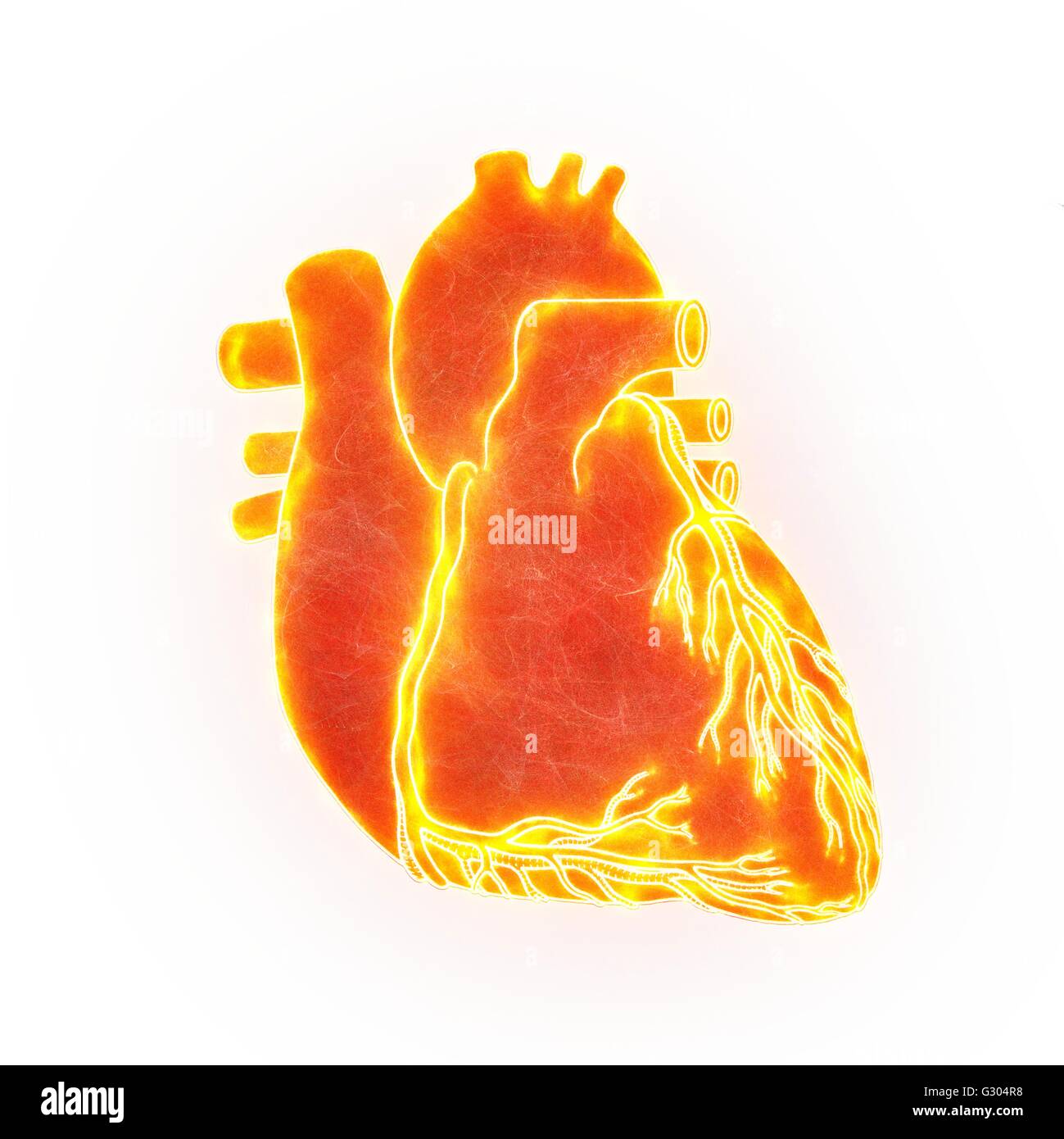 Il cuore umano, illustrazione. Foto Stock