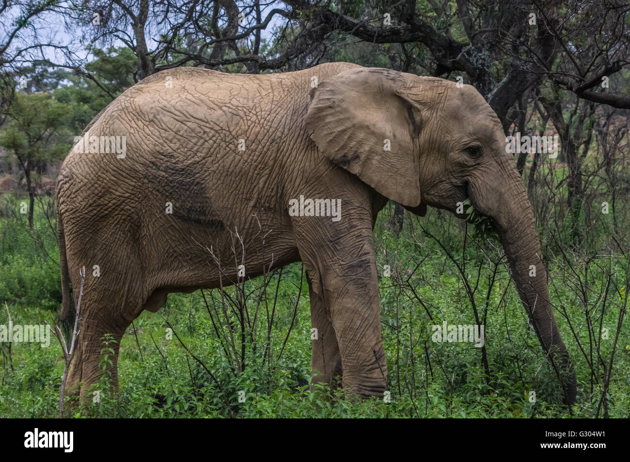 L'elefante nella selvatica alla Welgevonden Game Reserve in Sud Africa Foto Stock