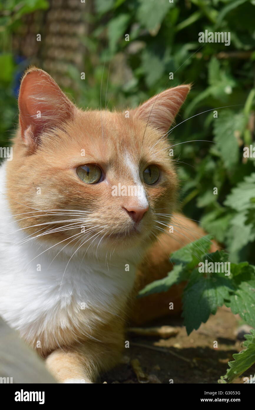 Lo zenzero cat con pettorina bianca cercando concentrata e di allarme accanto alla pianta di erba gatta Foto Stock