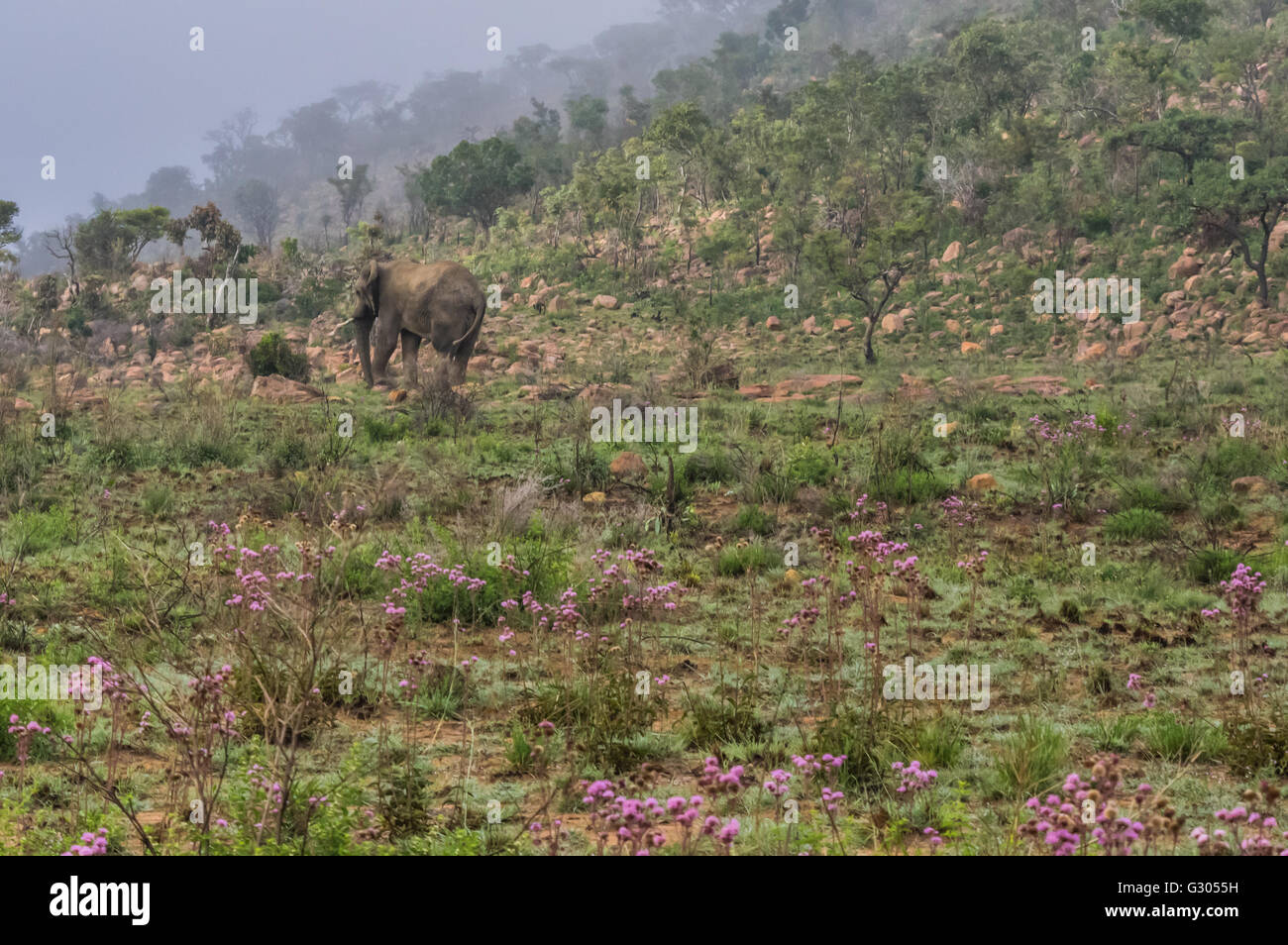 L'elefante nella selvatica alla Welgevonden Game Reserve in Sud Africa Foto Stock