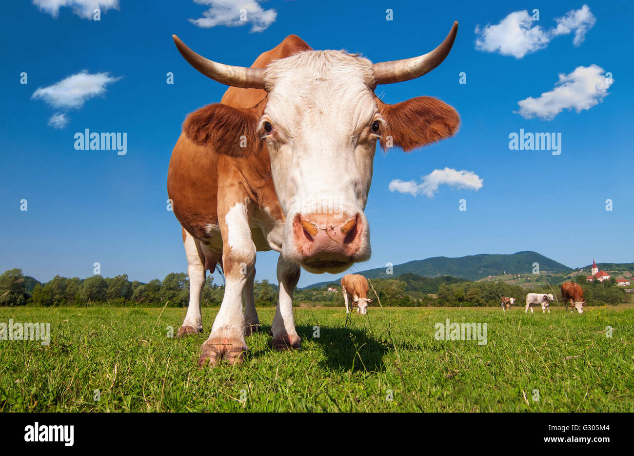 Mucca in un campo su un luminoso giorno di sole Foto Stock