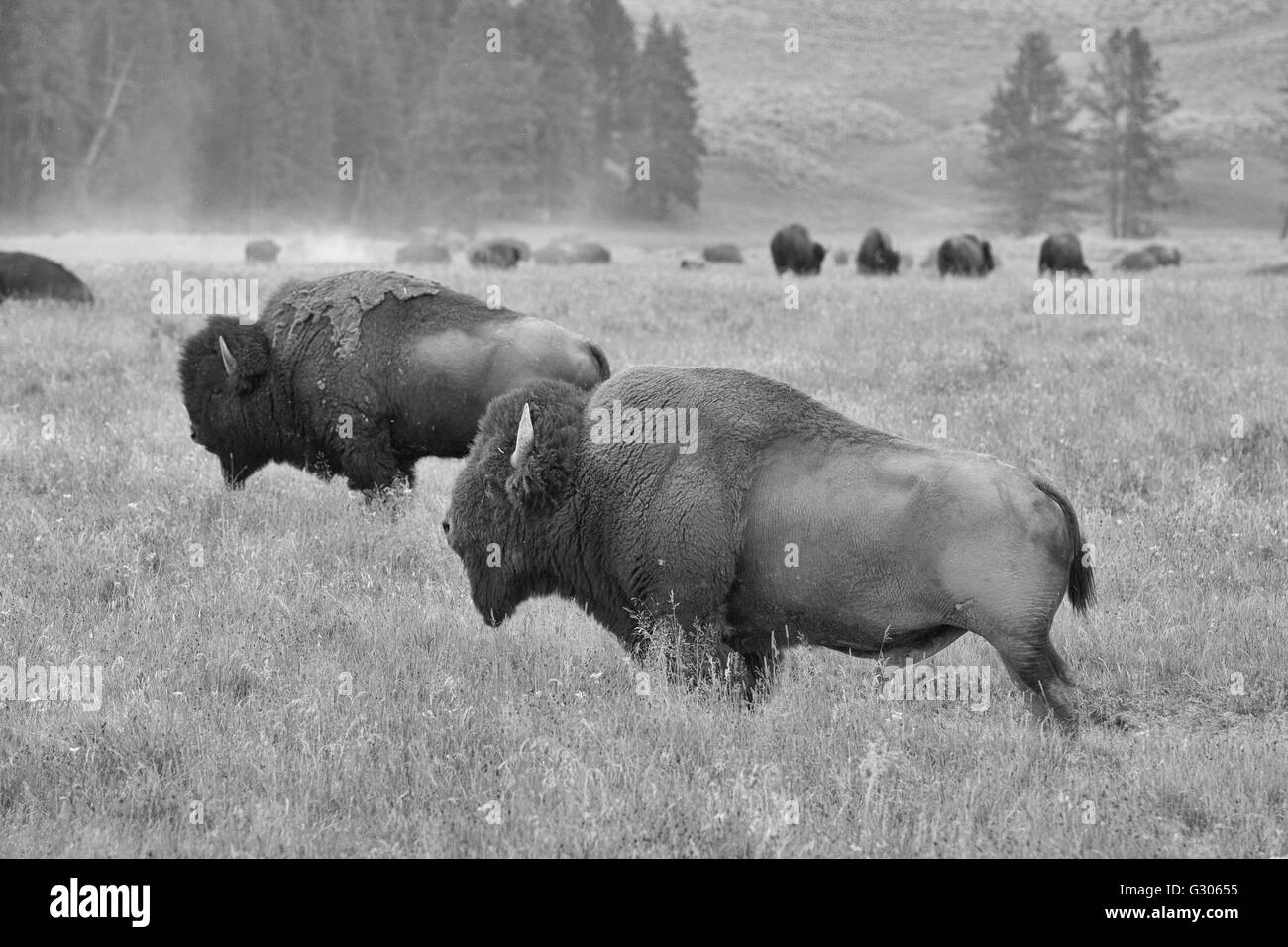 La mandria di tipico bisonti americani del pascolo in Grand Teton National Park - Foto in bianco e nero Foto Stock