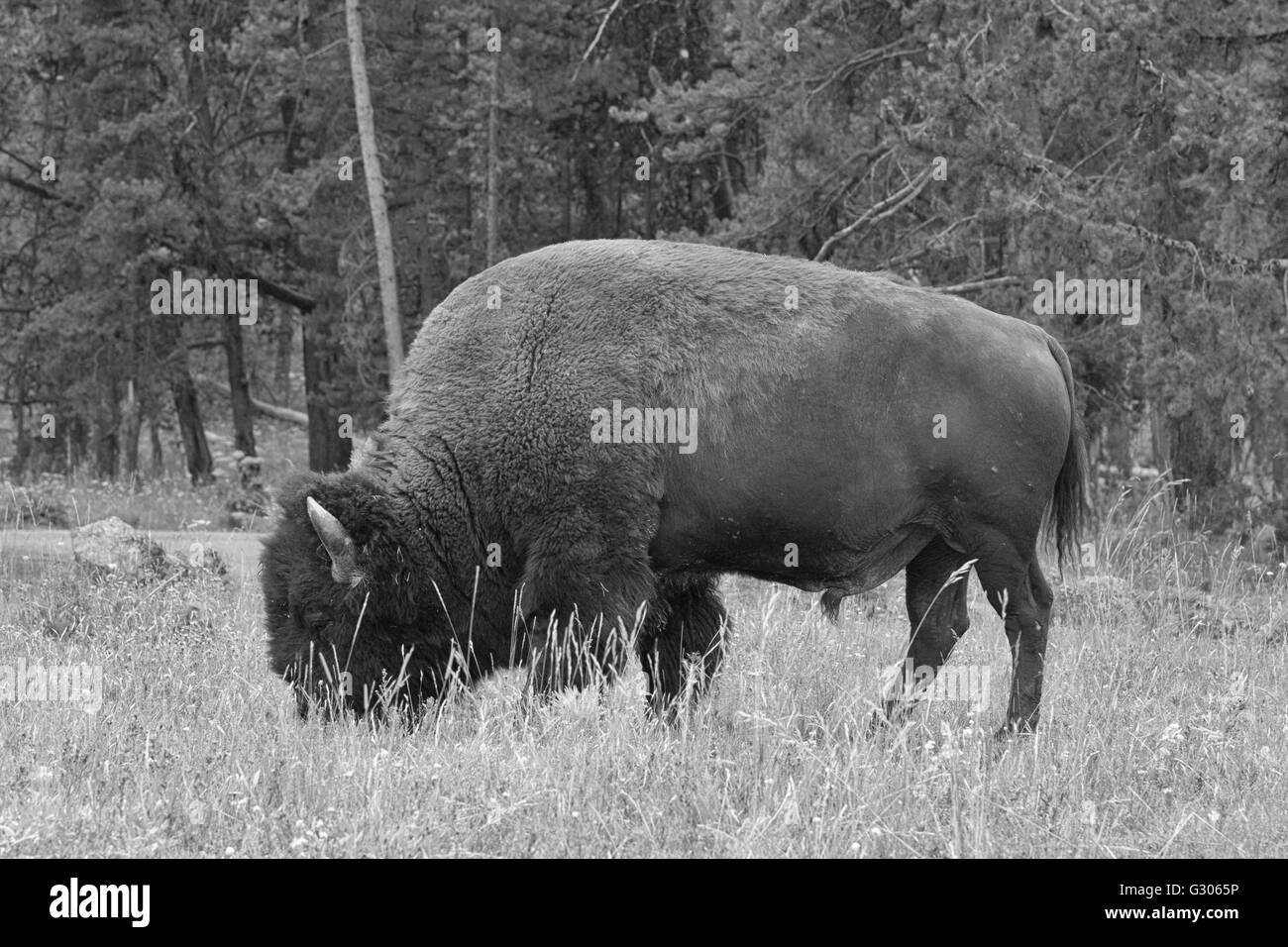 Tipico di bisonti americani del pascolo in Grand Teton National Park - Foto in bianco e nero Foto Stock