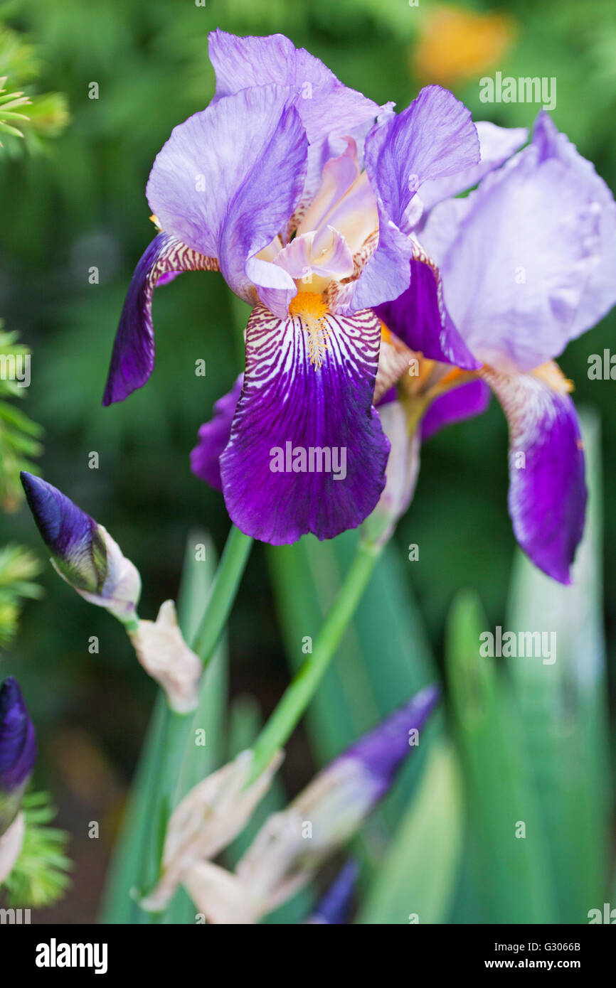 Un barbuto ( Iris Iris germanica ) in fiore a inizio estate REGNO UNITO Foto Stock