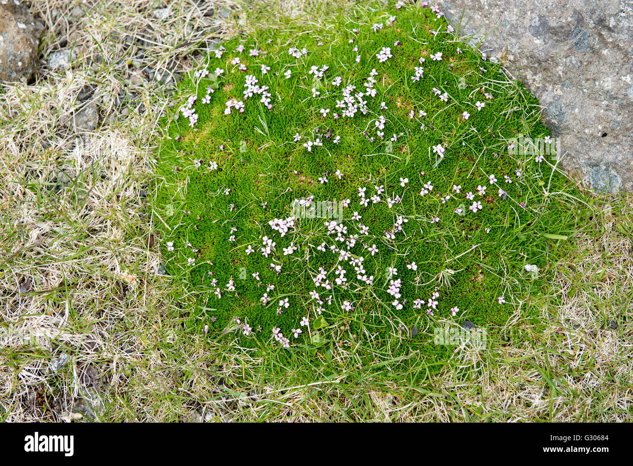 Moss campion, Silene acaulis blooming sulle isole Faerøer Foto Stock