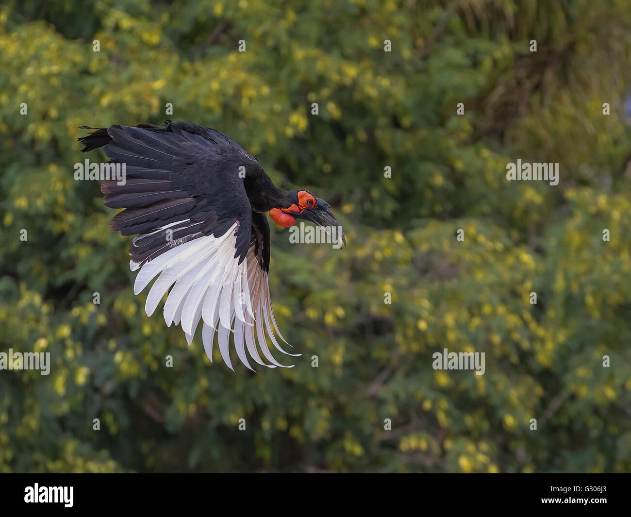 Massa meridionale Hornbill (Bucorvus Leadbeateri) Foto Stock
